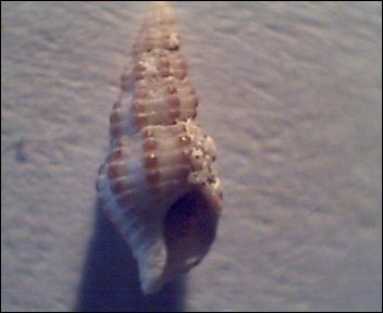 Chauvetia mammillata?